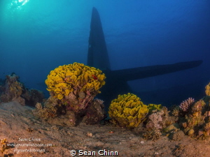 C-130 tail fin. Brand new wreck site in Aqaba the C-130 H... by Sean Chinn 